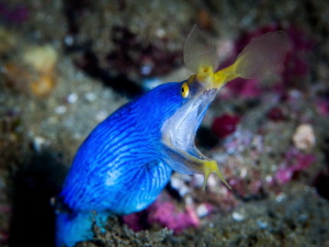 A blue ribbon eel shouting at me to keep my distance. by Chris Pienaar 